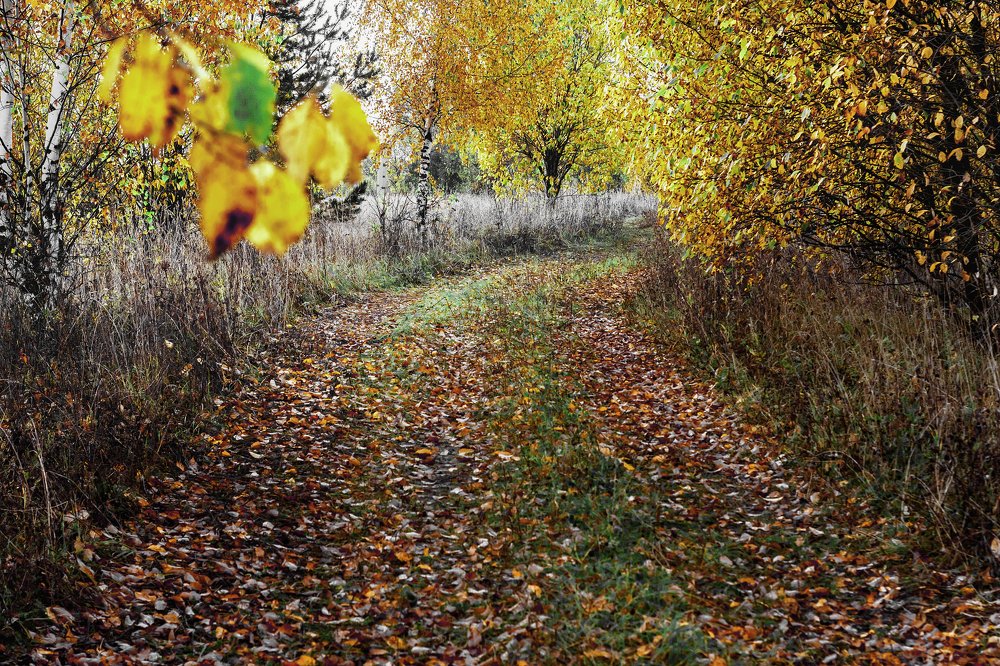 Photograph by Ольга Цветкова