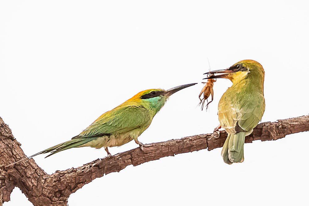 Photograph by Gajendra Singh