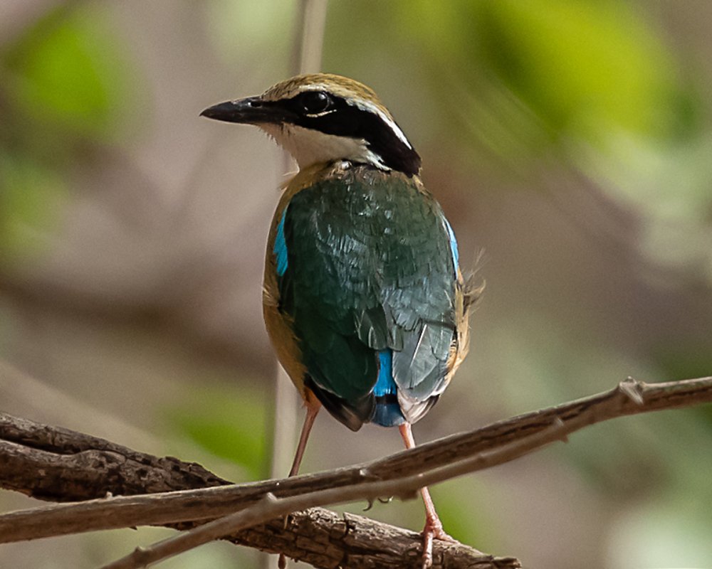 Photograph by Gajendra Singh
