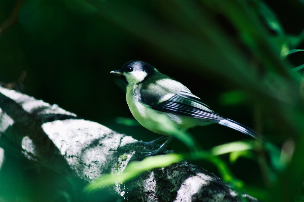 Photograph by Анастасия Полищук