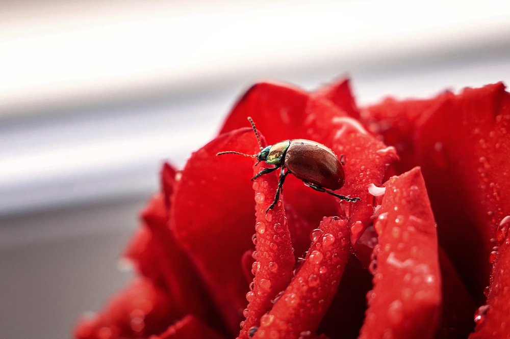 Жук и роза