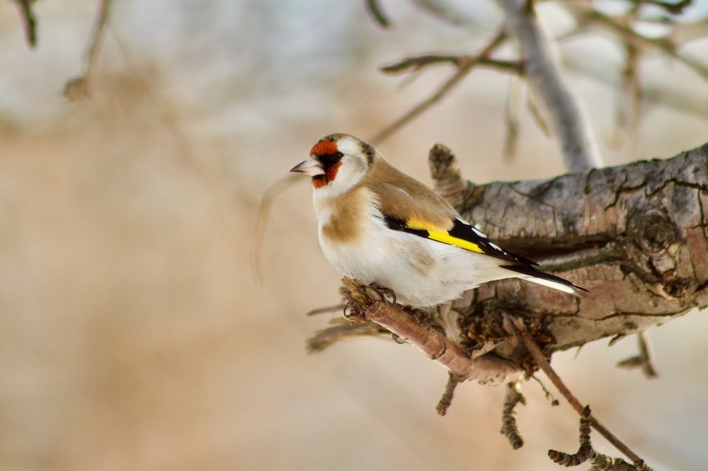 Photograph by Анастасия Полищук