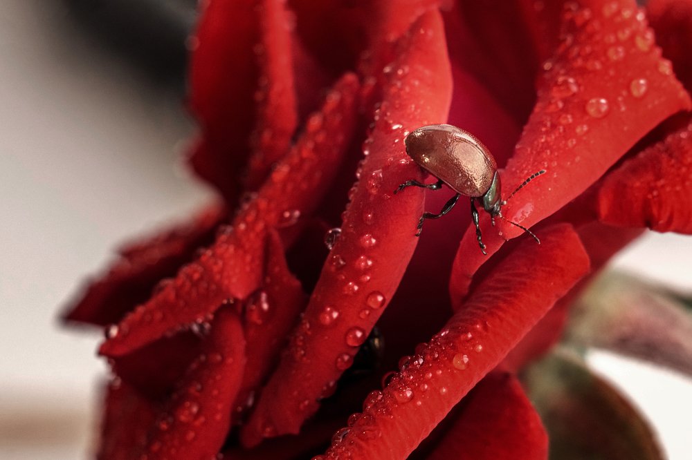 Жук и роза