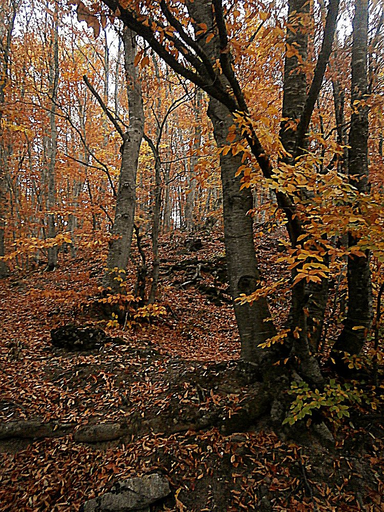 Photograph by Антон