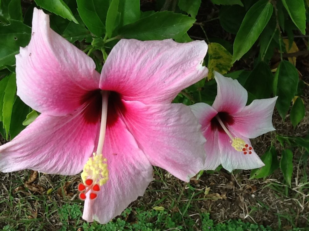 NATURE'S BEAUTY