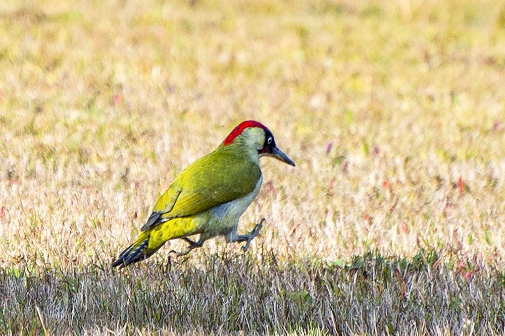 Photograph by Эдуард Шадров