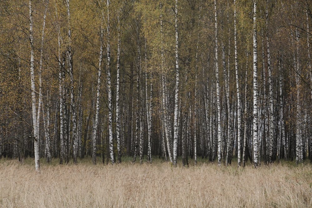 Photo #5050022