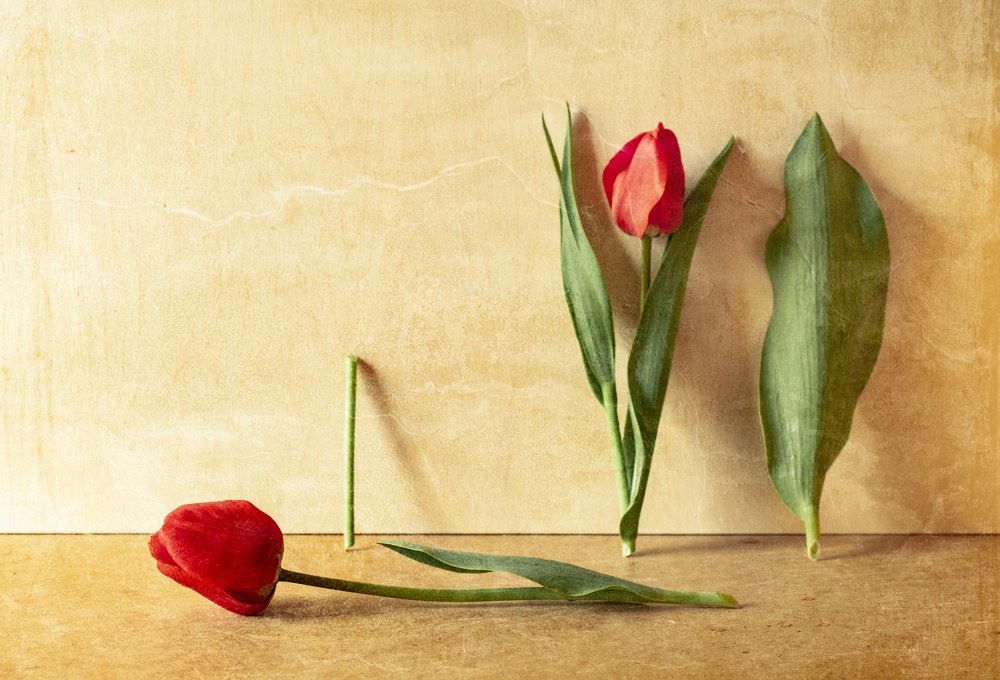 Photograph by Татьяна Макотра