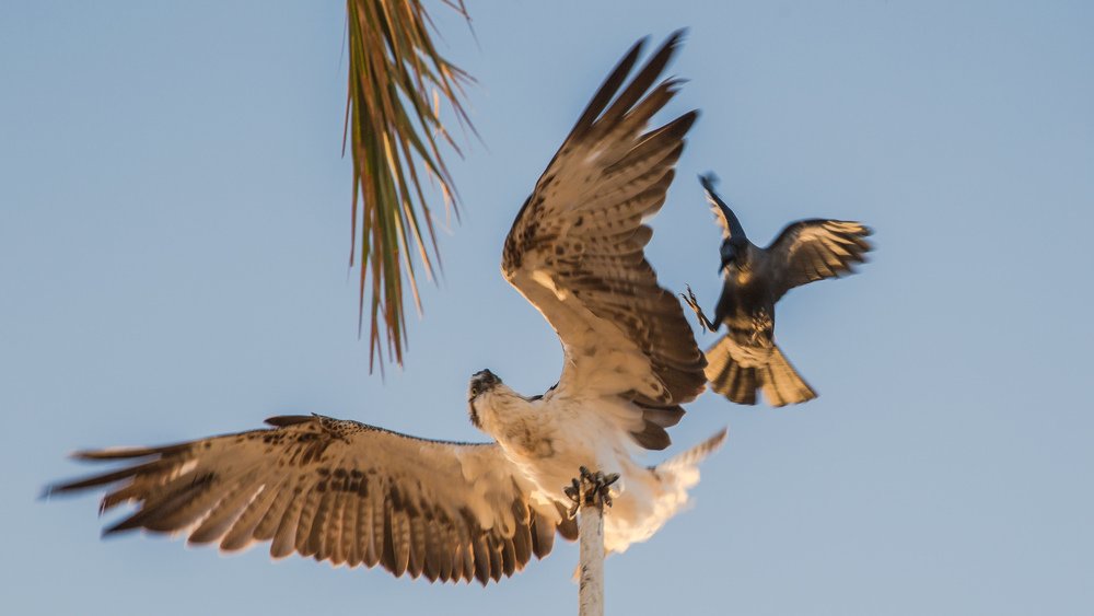 Фотография автора Олег Смирнов