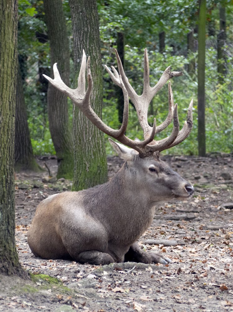 Фотография автора Denes Doma