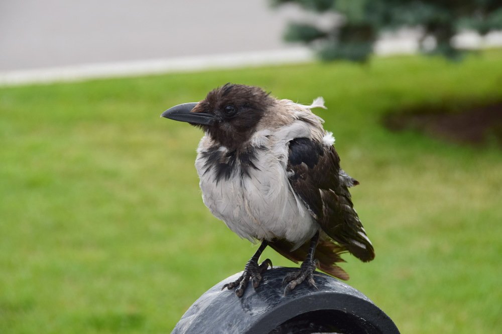 Photograph by Galina Leskova