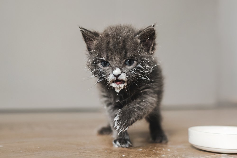 Фотография автора Екатерина Киреева