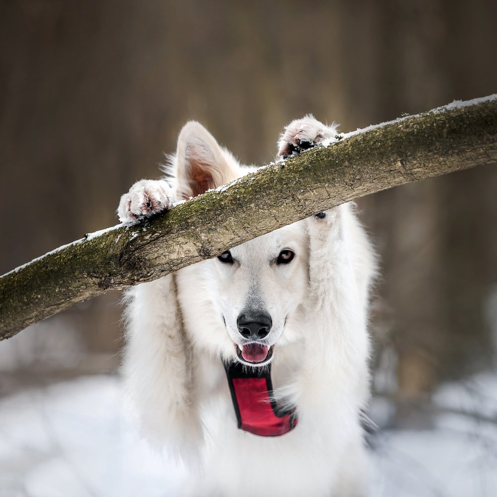 Фотография автора Екатерина Киреева