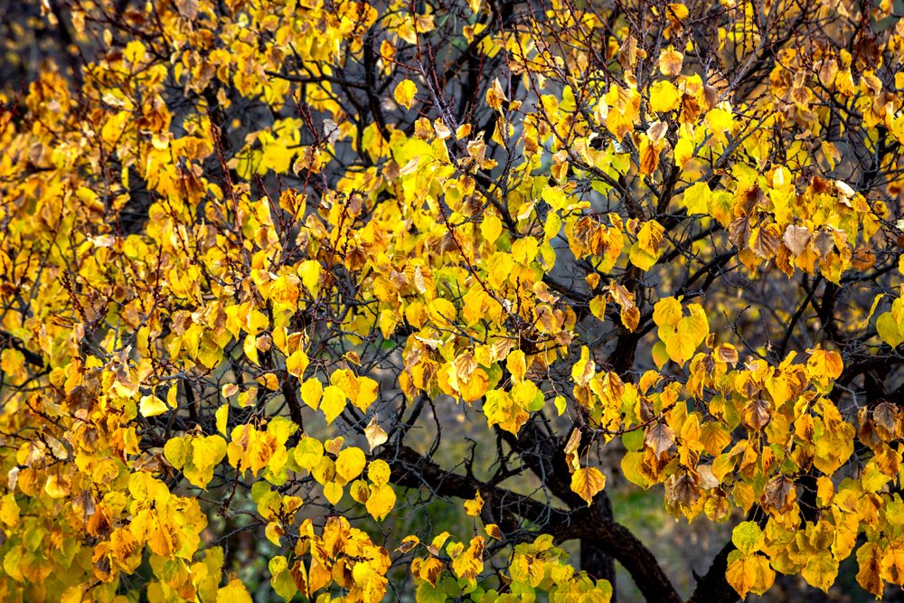 Photograph by Dhananjay Jadhav