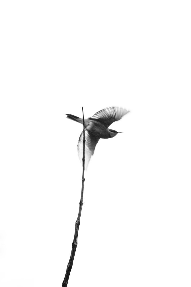 Photograph by Sourav Chakraborty
