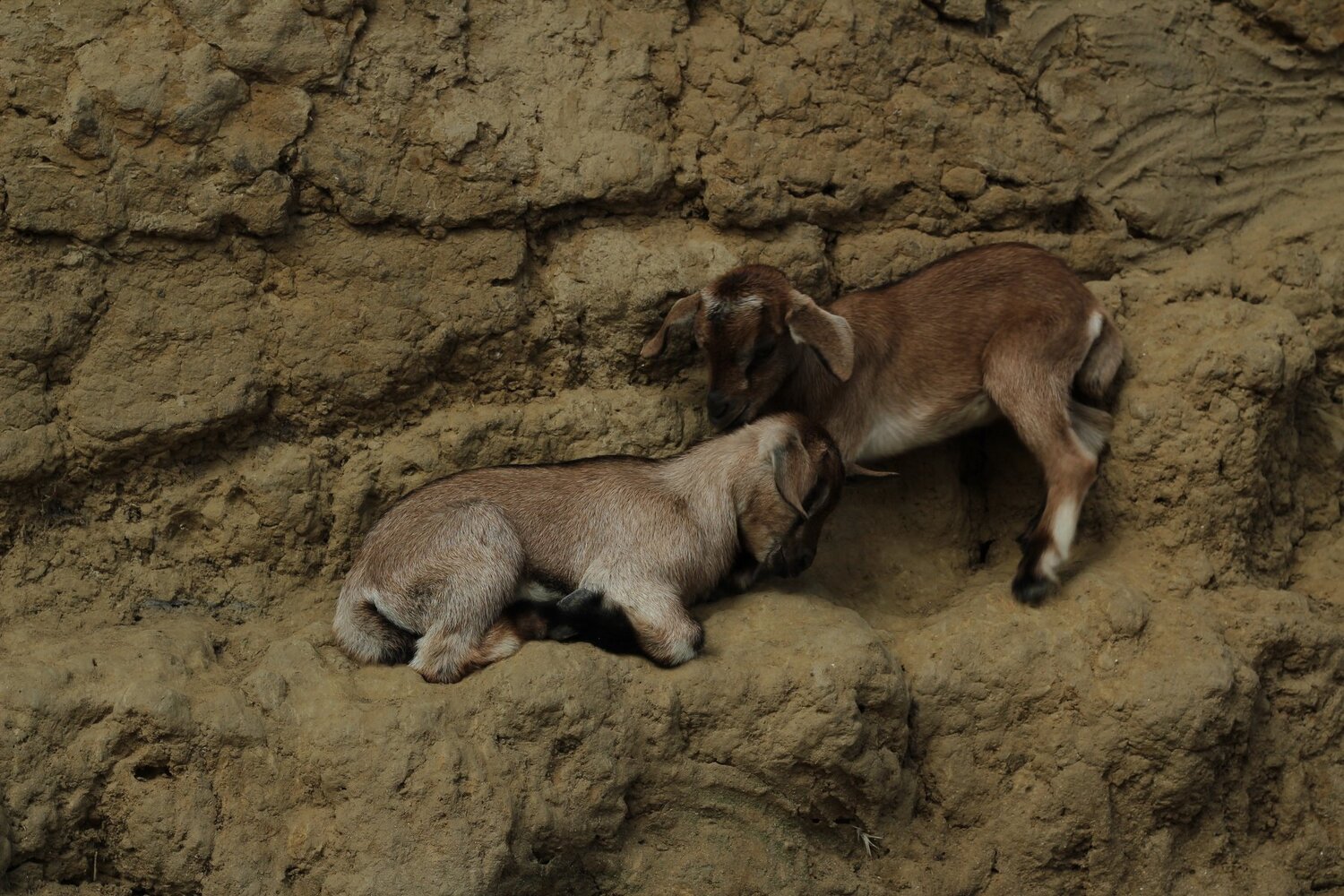 Photo #5050425