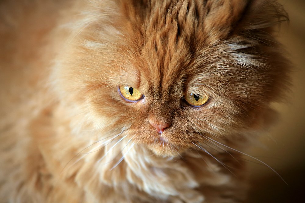 Портрет кота