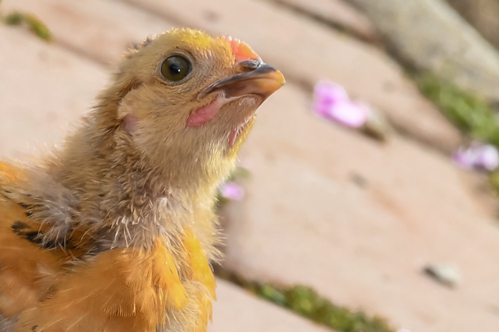 Photograph by David Alcaide