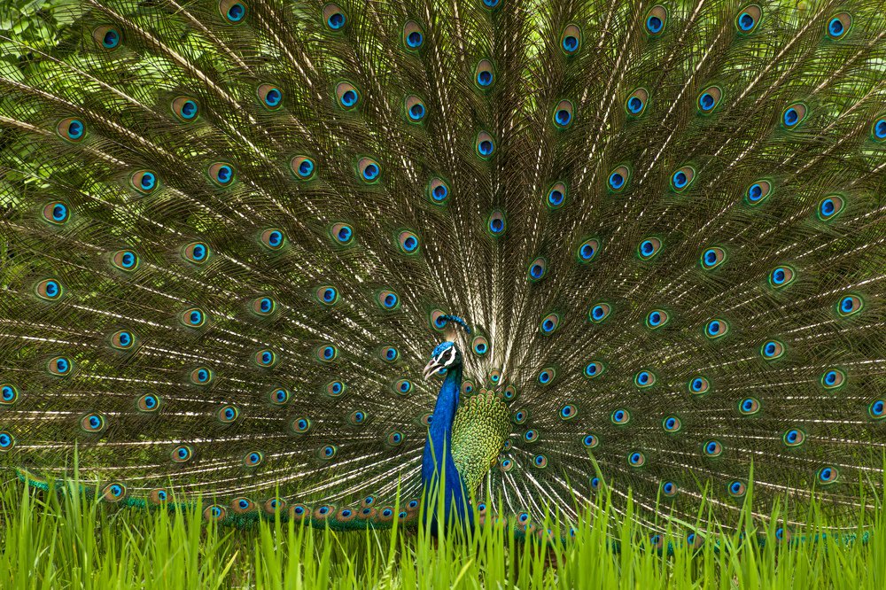 Peacock