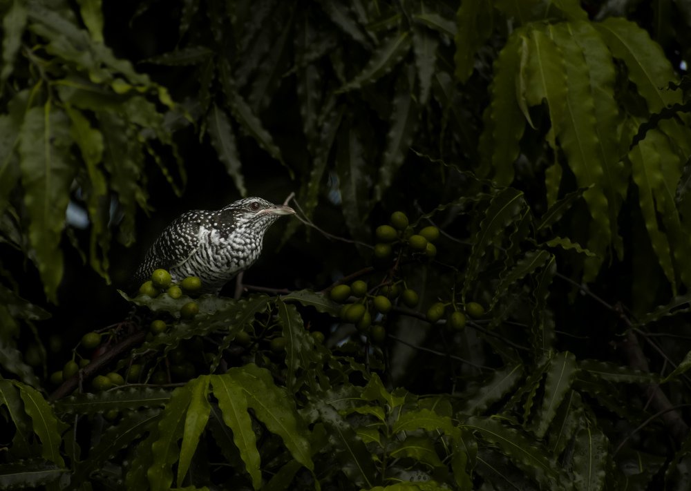 Photograph by Abhishek maurya