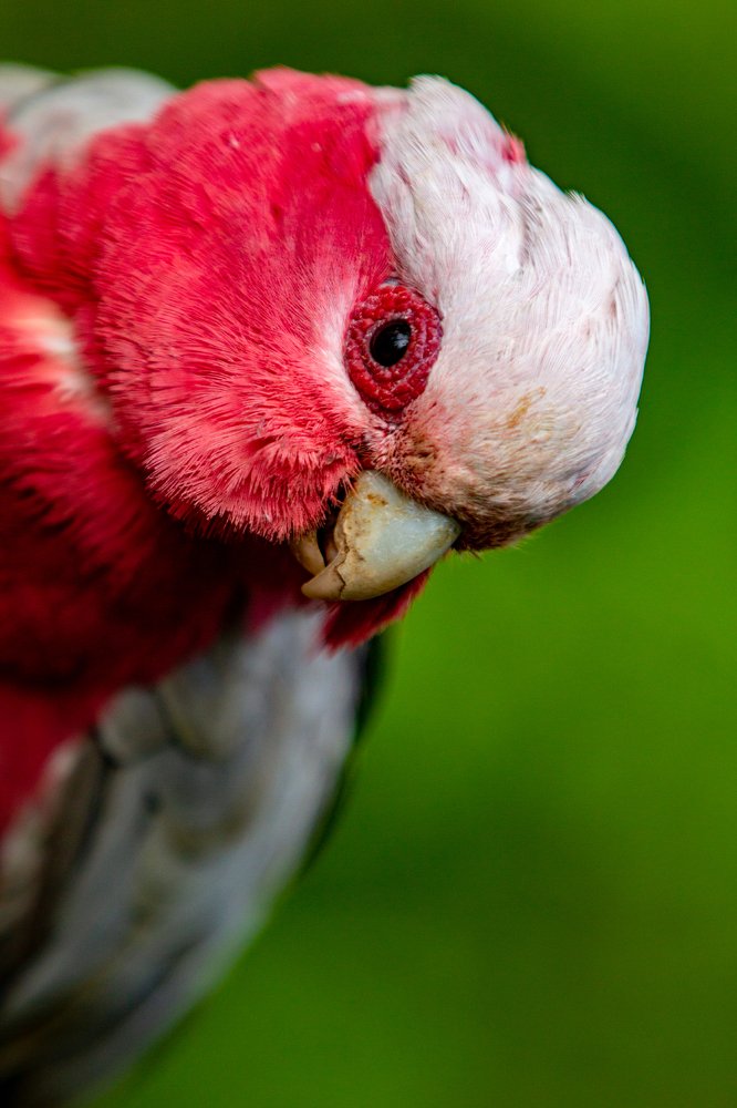 Portret dlia popugaja