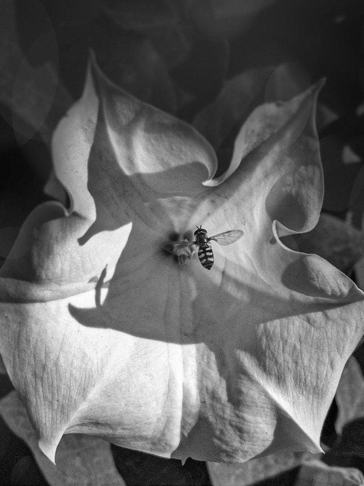 Photograph by Марина Хавронина