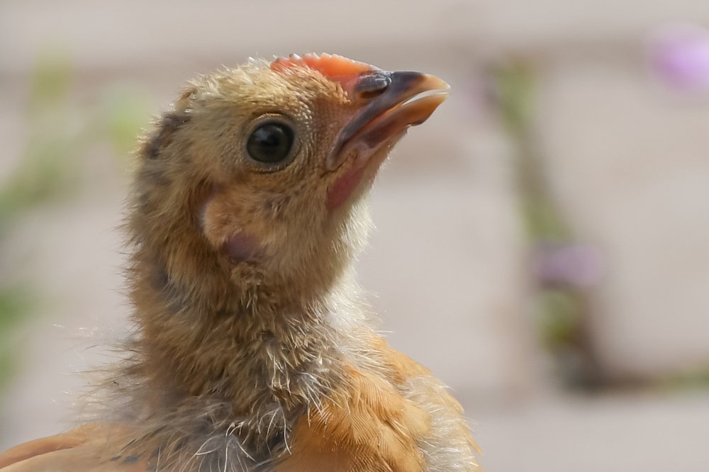 Photograph by David Alcaide