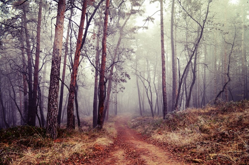 Photograph by Teodora Sarbinska