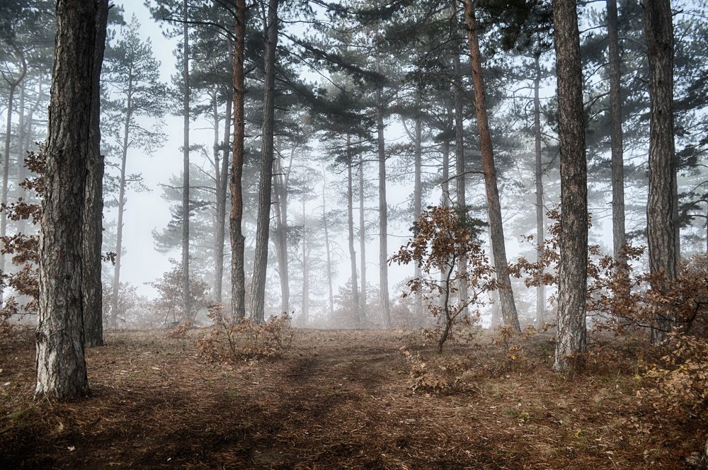 Photograph by Teodora Sarbinska