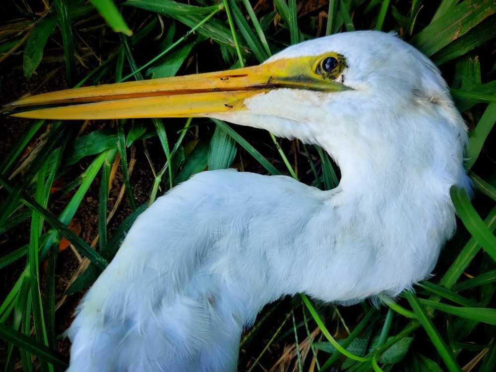 Photograph by Harsha Wickramanayaka