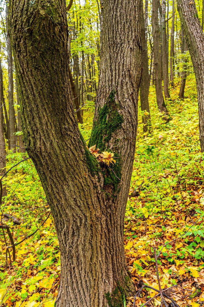 Photograph by Виктор Пономарёв