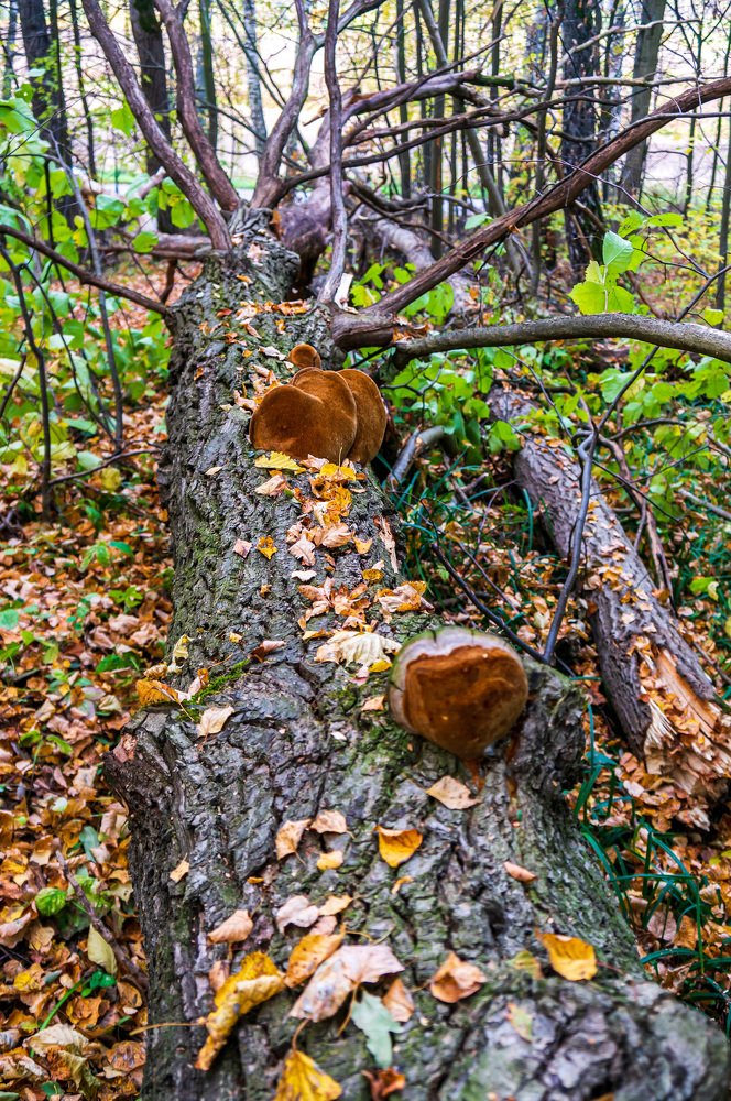 Photograph by Виктор Пономарёв