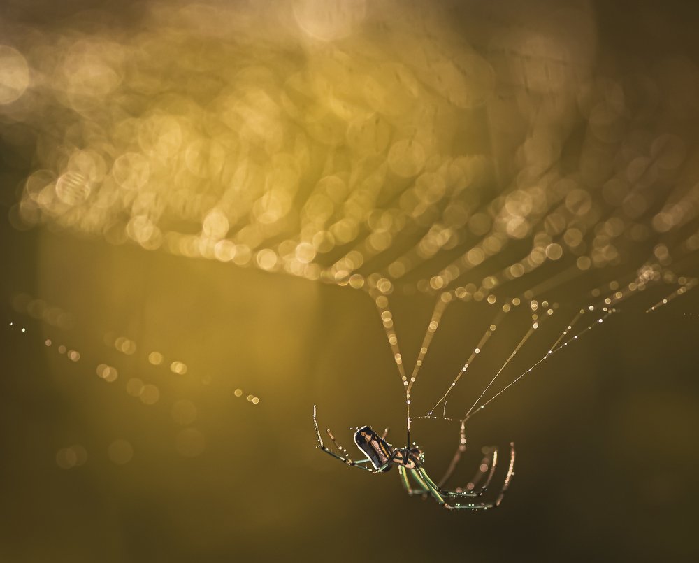 Spiders at Sunset