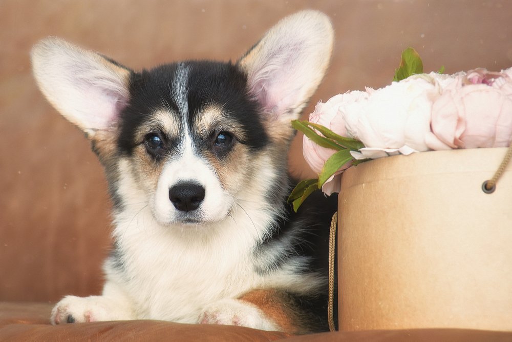 Photograph by Ольга Шибяева