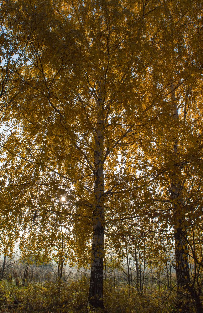 Photograph by Олег Байгозин