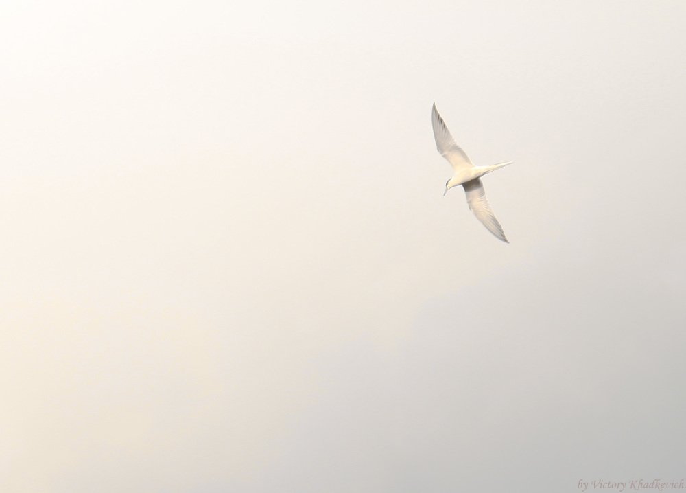 Photograph by Виктория Хадкевич