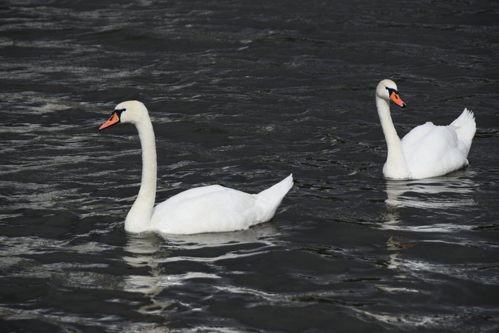 Photograph by Galina Leskova