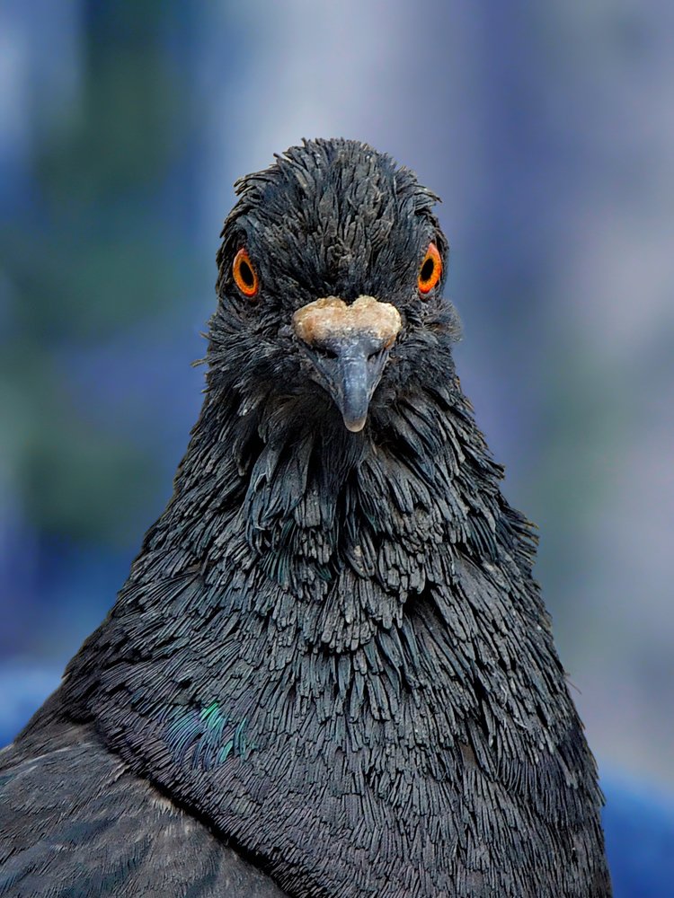 Суровый взгляд