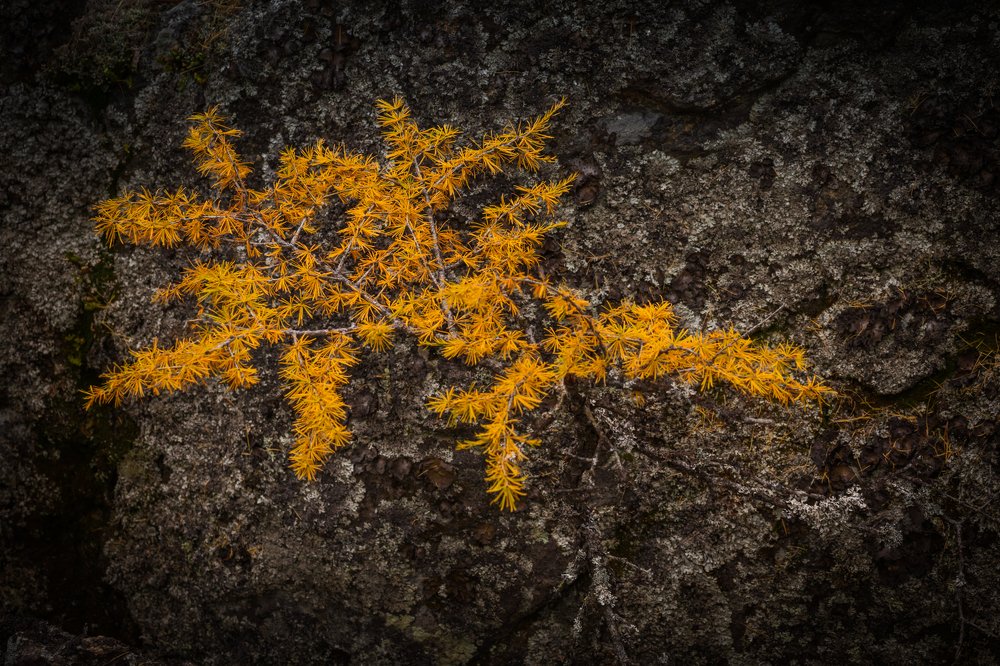 Фотография автора Оркина Ксения