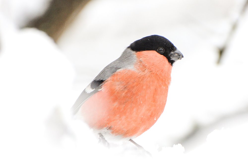 Photograph by Александр Алексеев