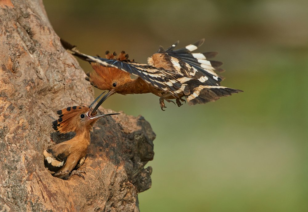 Photograph by PRADEEP SOMAN