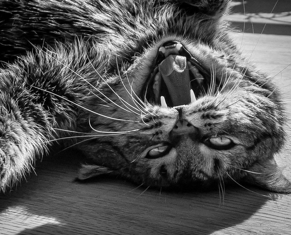 Photograph by Марина Хавронина