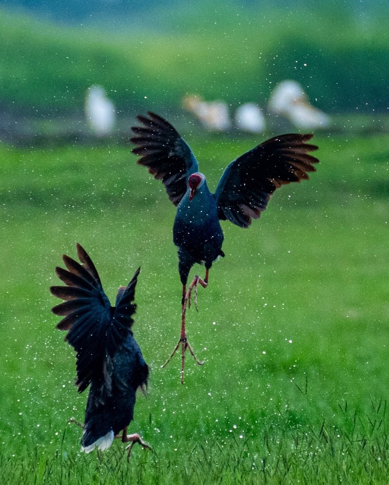 Playtime