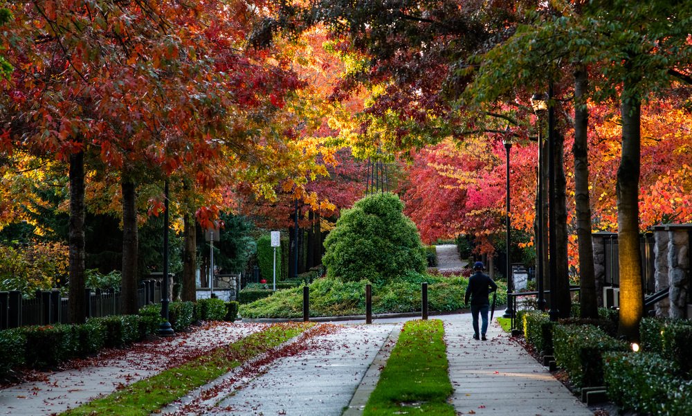 The Warm Autumn Leaves