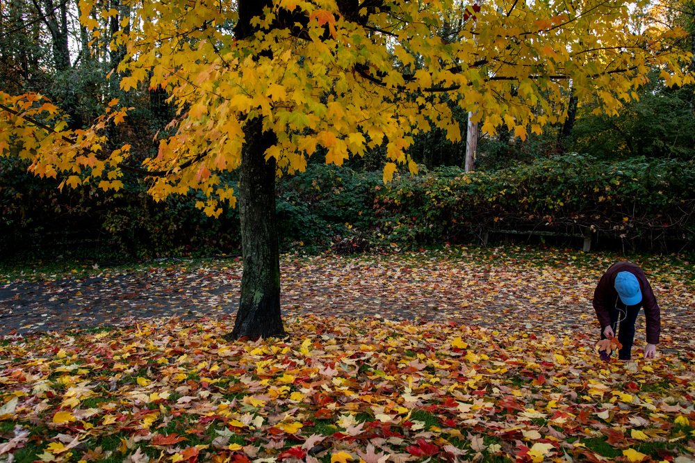 The Last Fall