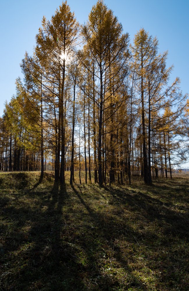 В тени лиственниц