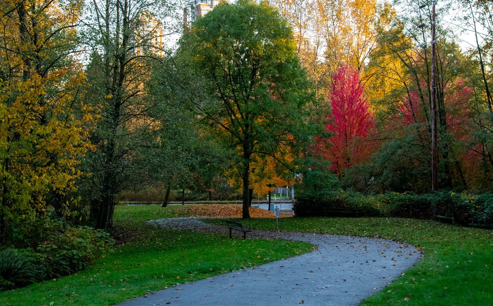 The Shades of Autumn leaves