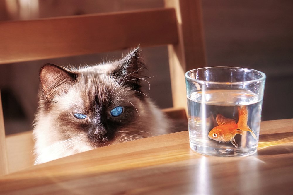 Кошка и золотая рыбка