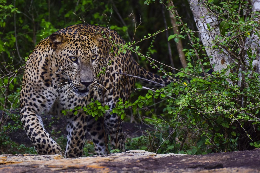 Фотография автора Supun Chandrathilake