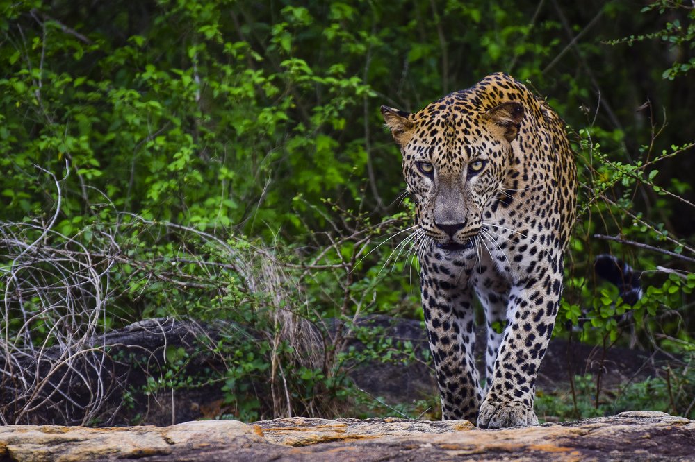 Фотография автора Supun Chandrathilake